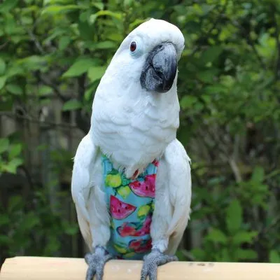 Summer Crush FeatherWear FlightSuit™