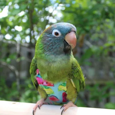 Summer Crush FeatherWear FlightSuit™
